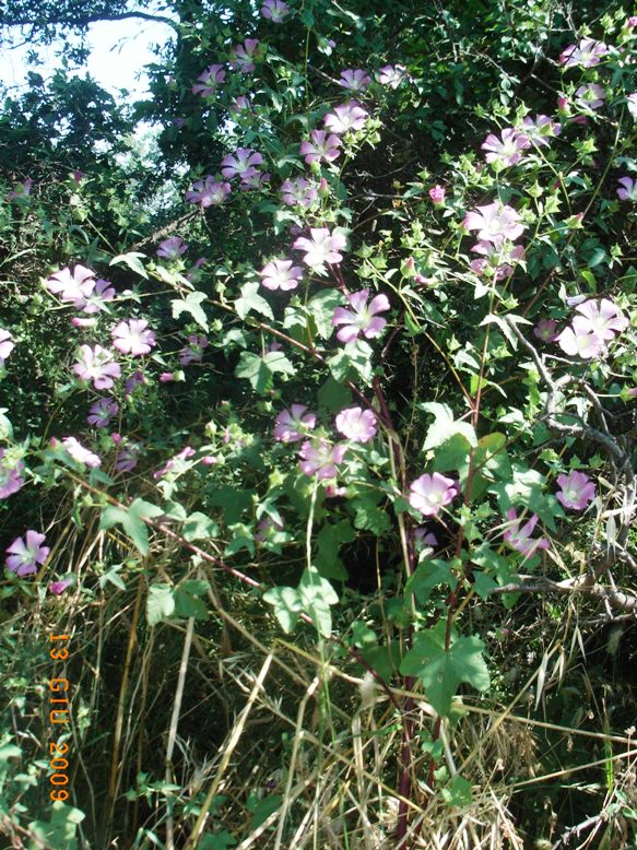 solo per condividere - Malva punctata